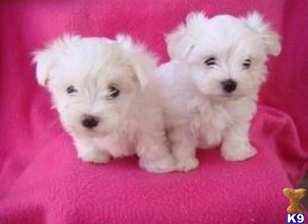 maltese puppy posted by NEW PUPPIES